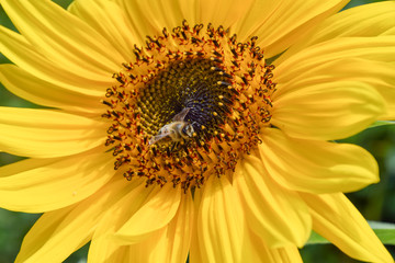 Obraz premium Bee on sunflower