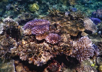 Naklejka na ściany i meble Colourful Corals at Drawaqua Island – Yasawa Islands Fiji