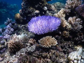 Colourful Corals at Drawaqua Island – Yasawa Islands Fiji
