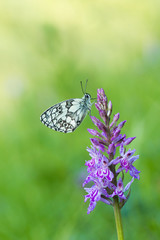 Marbled white butterfly  (Melanargia galathea)