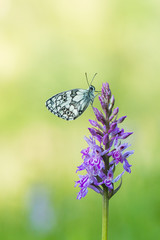 Marbled white butterfly  (Melanargia galathea)