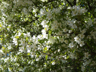 Branches of a blossoming apple tree with delicate white flowers