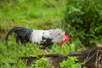 Free range silver leghorn rooster
