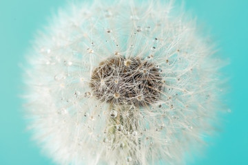 Macro shot of dandelion flower with dew drops on blue background. Soft focus