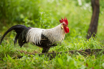 Free range silver leghorn rooster
