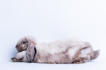 Furry rabbit, gray-brown fur Its long ears have bitten marks, Lying on the white ground, concept to sick rabbit