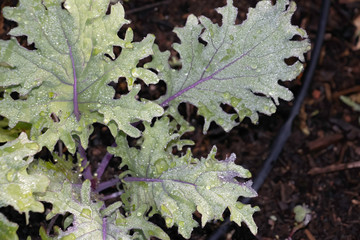Close-up of a young kale plant in a garden bed with irrigation soaker hose in background. Plant is...