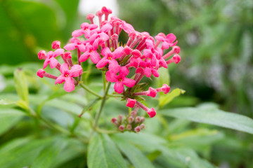 Obraz premium bright pink bud on a background of green foliage