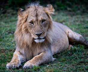 Lion in Kenya