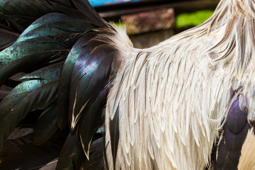 silver leghorn rooster detail