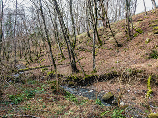  Moss covered trees in a deciduous forest with fallen leaves and a running mountain stream on a cloudy day.