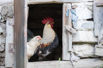 Free range silver leghorn rooster