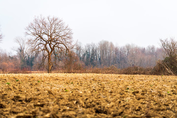 Lonely tree dressed in winter