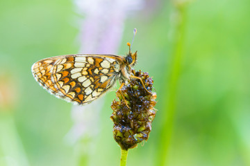 Assmann's Fritillary butterfly (Melitaea britomartis)