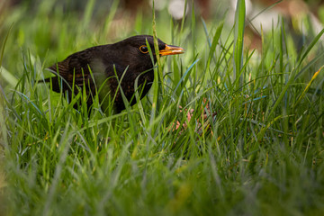 Amsel mit Körnerfutter im Schnabel