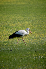 Storks in meadow of Spain eating and flying in spring.