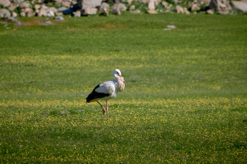 Obraz na płótnie Canvas Storks in meadow of Spain eating and flying in spring.