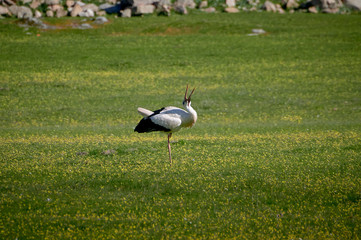 Storks in meadow of Spain eating and flying in spring.
