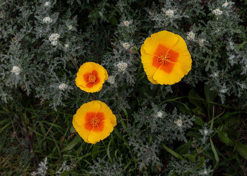 California Poppy