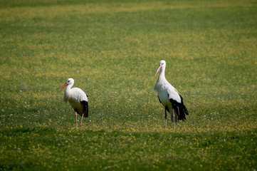 Storks in meadow of Spain eating and flying in spring.