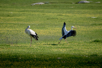 Storks in meadow of Spain eating and flying in spring.
