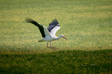 Fototapeta premium Storks in meadow of Spain eating and flying in spring.