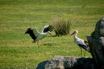 Storks in meadow of Spain eating and flying in spring.