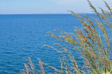 The grass flowers in the sky at the hill overlooking the seaside of Koh Samet.	