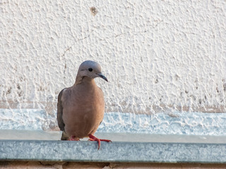 beautiful bird of the dove species