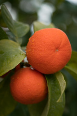 Orange am Baum - 327042096