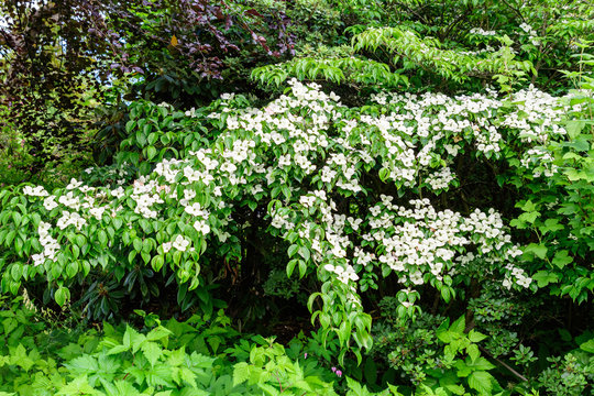 White delicate flowers of Cornus kousa tree, commonly known as ousa, kousa, Chinese, Korean and Japanese dogwood, and green leaves in a garden in a sunny spring day beautiful outdoor floral background