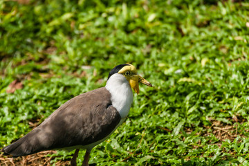 The masked lapwing (Vanellus miles miles)