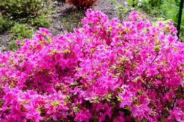 Bush of delicate pink magenta flowers of azalea or Rhododendron plant in a sunny spring Japanese garden,  beautiful outdoor floral background