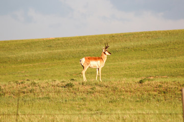 Naklejka na ściany i meble A brown and white antelope standing on top of a lush green field in Wyoming.