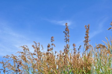 Beautiful grass flowers in nature. Use as wallpaper