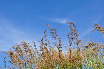 The grass flowers in the sky at the hill overlooking the seaside of Koh Samet.
