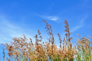 The grass flowers in the sky at the hill overlooking the seaside of Koh Samet.