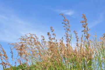 The grass flowers in the sky at the hill overlooking the seaside of Koh Samet.