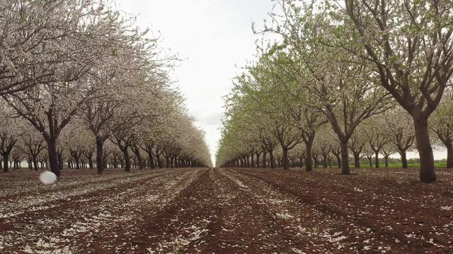 White full bloom Almond trees plantation, Aerial view.
