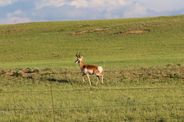 Naklejka na ściany i meble A brown and white antelope standing on top of a lush green field in Wyoming.