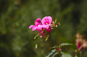 Himalayan Balsam Impatiens glandulifera pink flower in front of blurred vegetation
