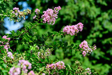 Close up of small vivid pink flowers of Lagerstroemia plant, commonly known as crape myrtle on three branches in a sunny summer day in Scotland, beautiful outdoor floral background