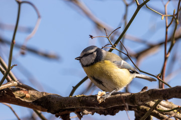 Vögel an der Winterfütterung