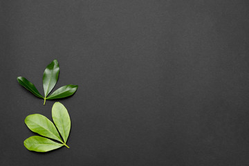 Green plant leaves over black background. Top view floral abstract background.