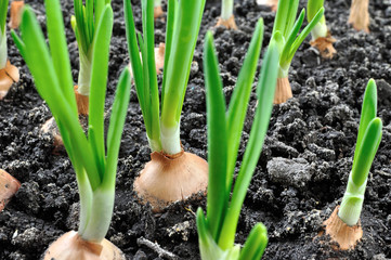 close-up of growing green onion in the vegetable garden