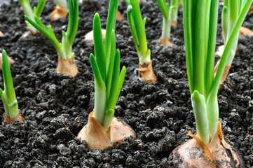 close-up of growing green onion in the vegetable garden - obrazy, fototapety, plakaty