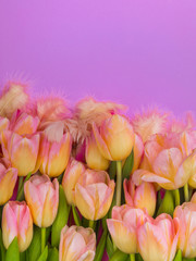 Fototapeta premium pink and yellow tulips and feathers on pink background.