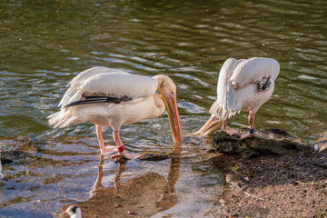 A pair of Great White Pelican looking for food.