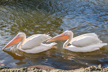Fototapeta na wymiar A pair of Great White Pelican looking for food.