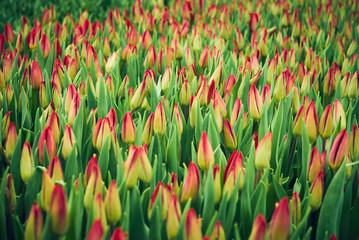 floral background - field of unopened tulips